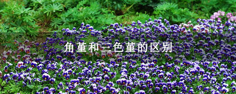 角堇和三色堇的区别