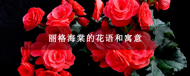 丽格海棠的花语和寓意