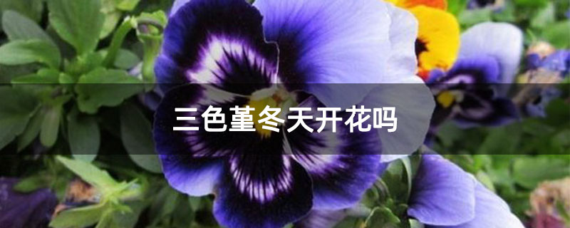 三色堇冬天开花吗