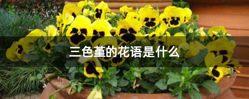三色堇的花语是什么