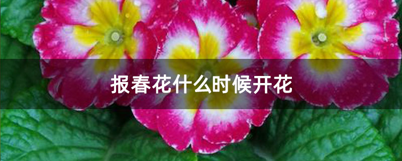 报春花什么时候开花