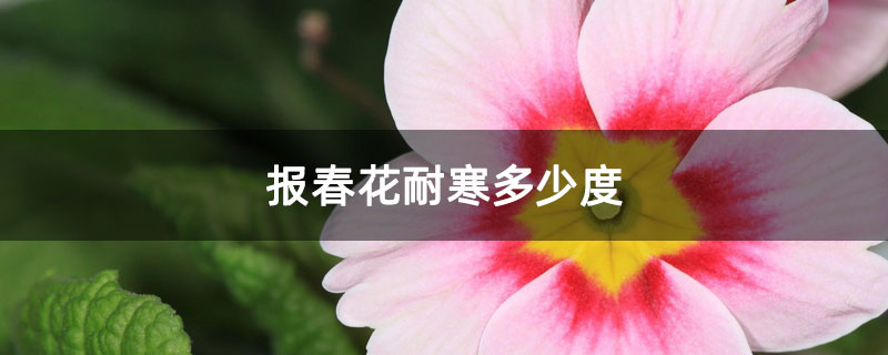 报春花耐寒多少度