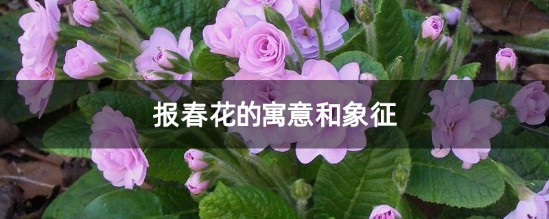 报春花的寓意和象征