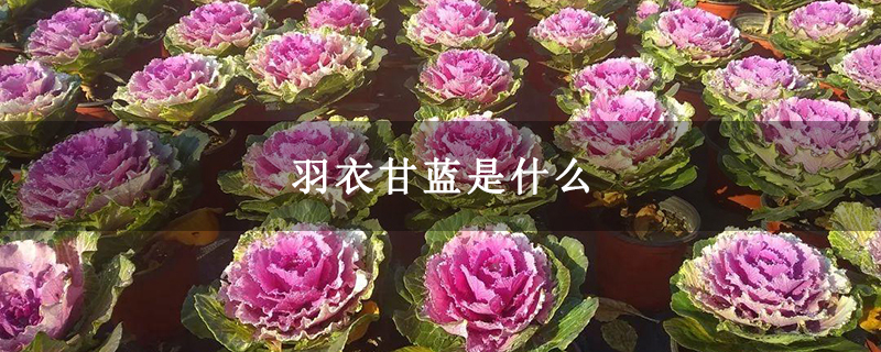 羽衣甘蓝是什么