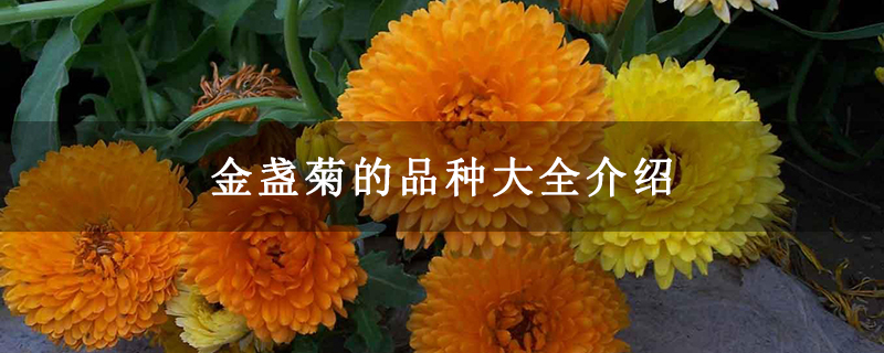 金盏菊的品种大全介绍