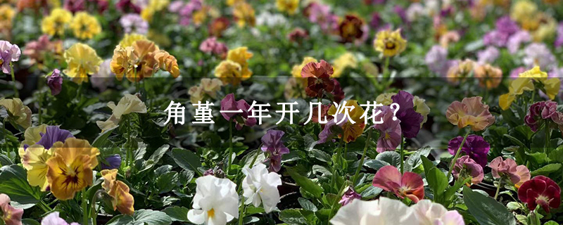 角堇一年开几次花？