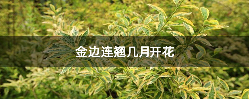 金边连翘几月开花