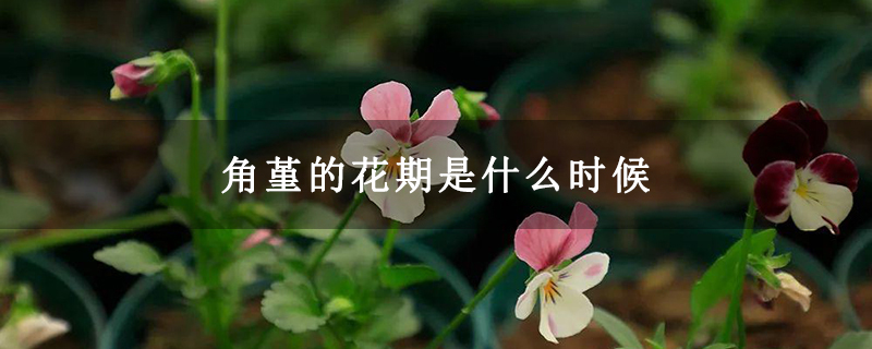 角堇的花期是什么时候