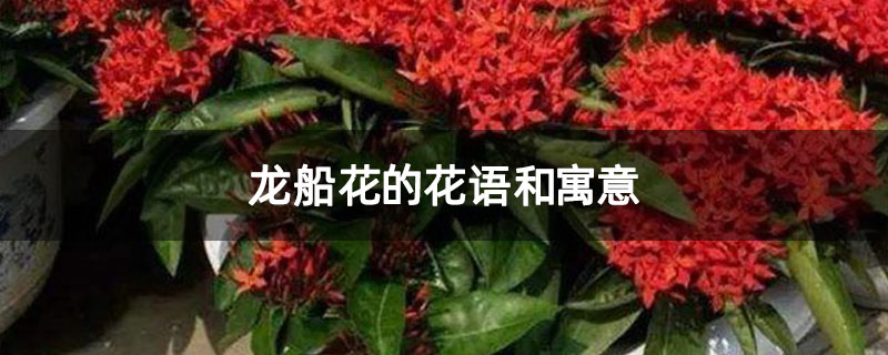 龙船花的花语和寓意