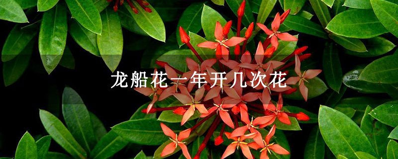 龙船花一年开几次花