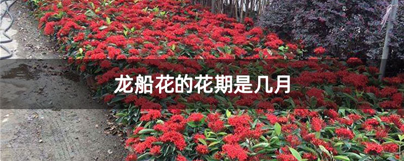 龙船花的花期是几月