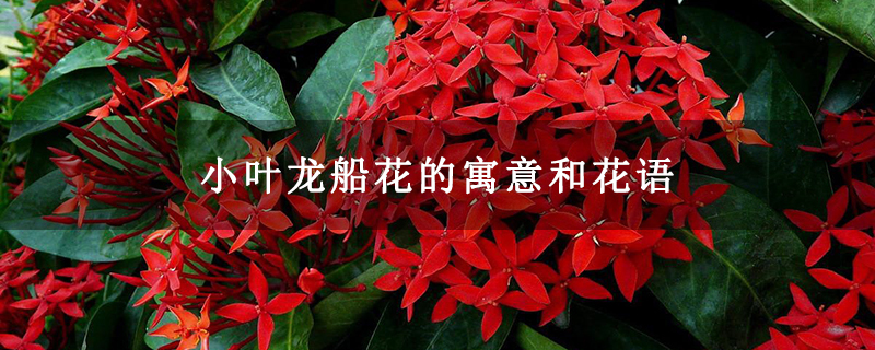 小叶龙船花的寓意和花语