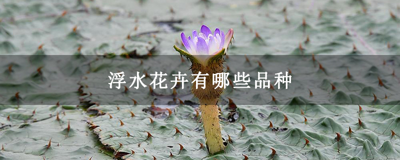 浮水花卉有哪些品种