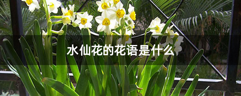 水仙花的花语是什么