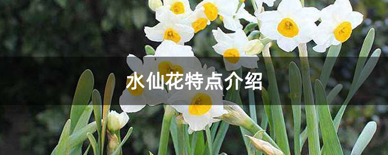 水仙花特点介绍