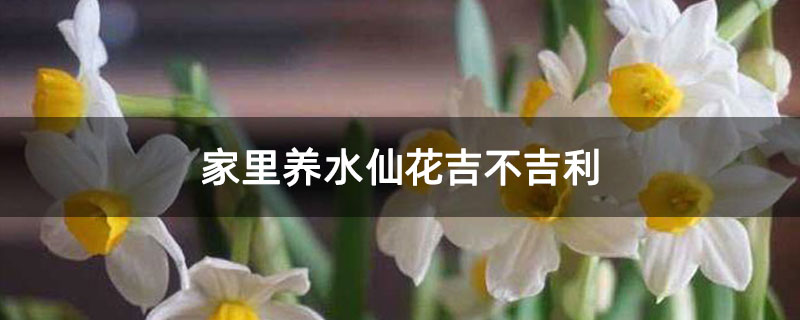 家里养水仙花吉不吉利