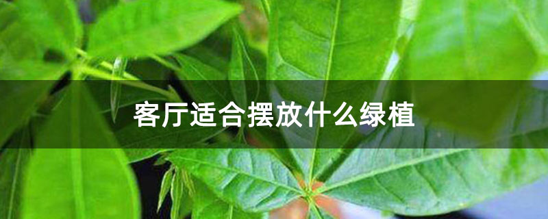 客厅适合摆放什么绿植