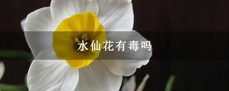 水仙花有毒吗
