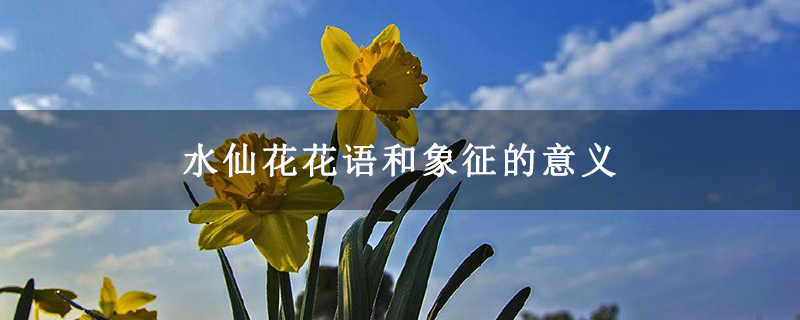 水仙花花语和象征的意义