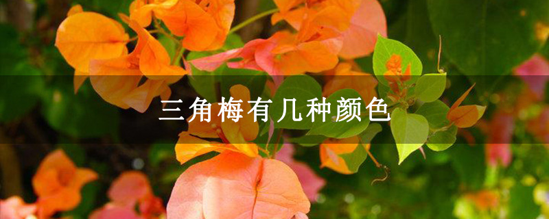 三角梅有几种颜色