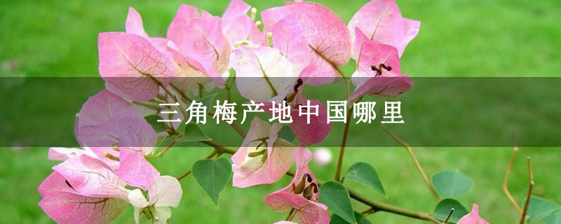 三角梅产地中国哪里