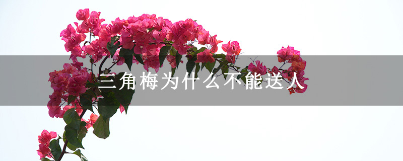 三角梅为什么不能送人