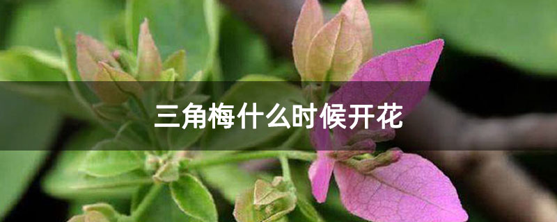 三角梅什么时候开花
