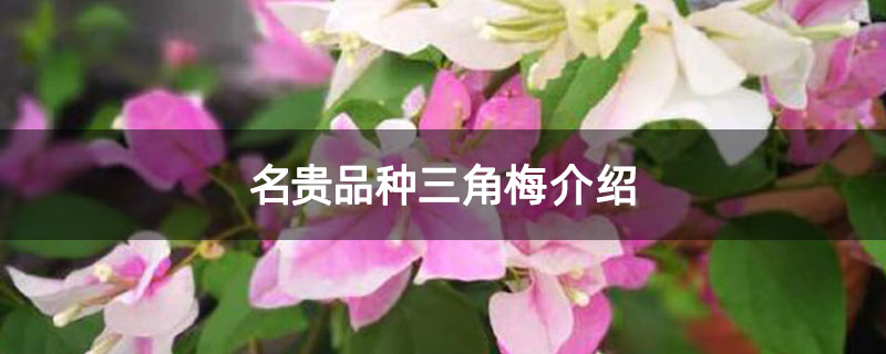 名贵品种三角梅介绍