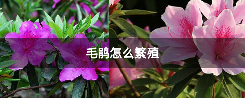 毛鹃怎么繁殖