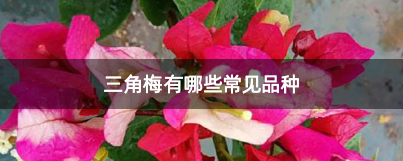 三角梅有哪些常见品种