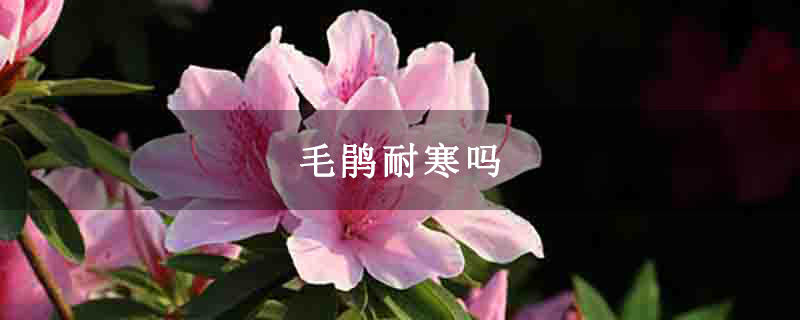 毛鹃耐寒吗
