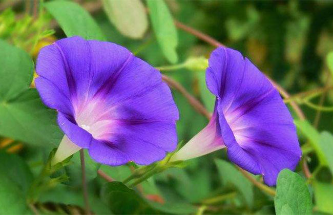 牵牛花