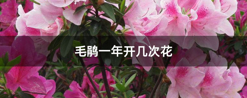 毛鹃一年开几次花