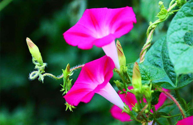 牵牛花