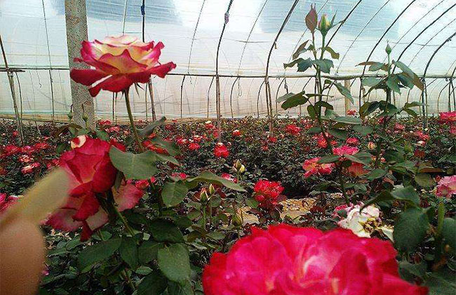 19朵红玫瑰的花语是什么?19朵红玫瑰的寓意和象征