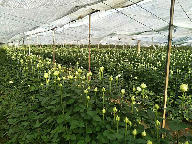 33朵玫瑰的花语是什么?33朵玫瑰的寓意和象征