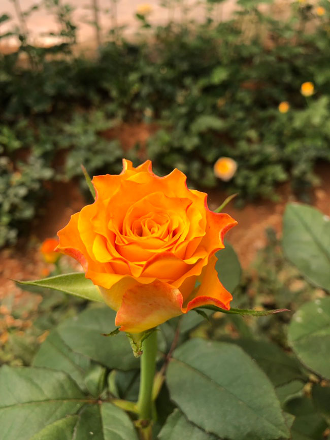 33朵玫瑰的花语是什么?33朵玫瑰的寓意和象征