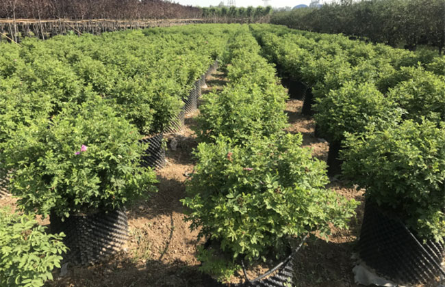 33朵玫瑰的花语是什么?33朵玫瑰的寓意和象征
