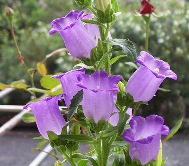风铃花的花语是什么?风铃花的寓意和象征