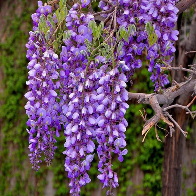 紫藤花的花语是什么?紫藤花的寓意和象征