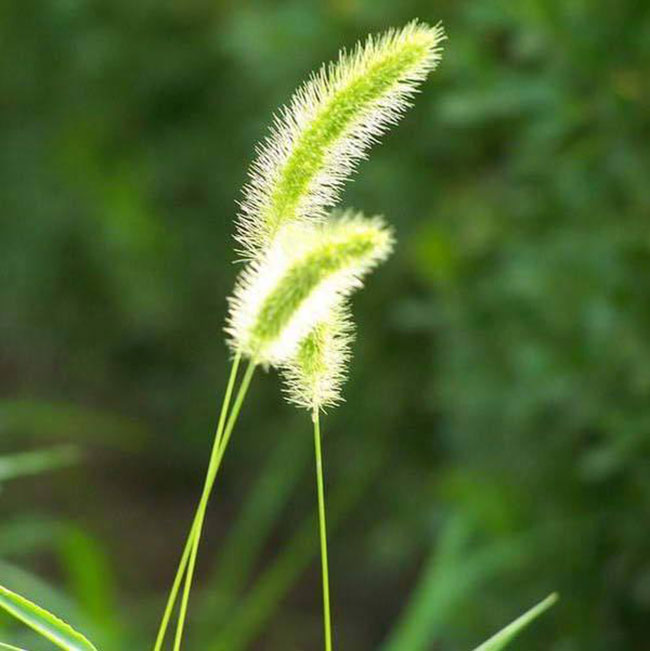 狗尾草的花语是什么?狗尾草的寓意和象征