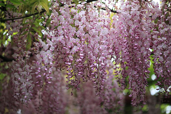 紫藤花的花语是什么?紫藤花的寓意和象征