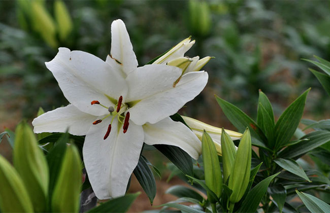百合花