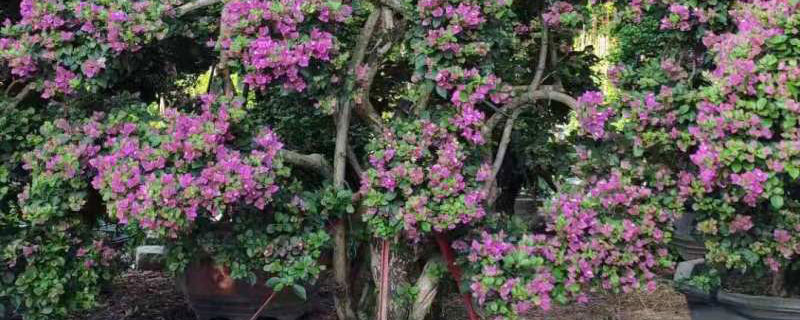 三角梅适合湖南种植吗 三角梅适合湖南种植吗