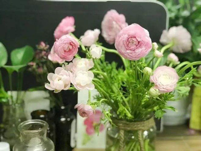 洋牡丹的花语是什么?洋牡丹的寓意和象征