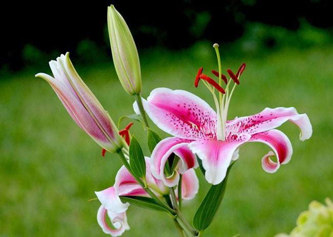 百合花