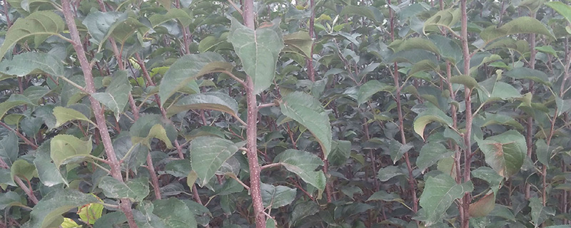 魔笛苹果苗价格多少钱一棵