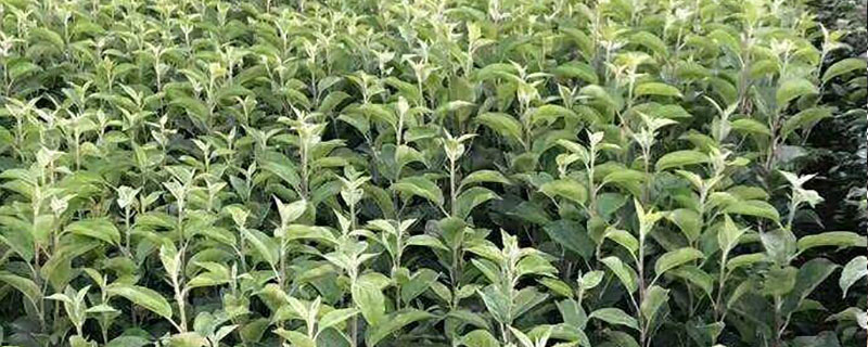 金冠苹果苗价格多少钱一棵