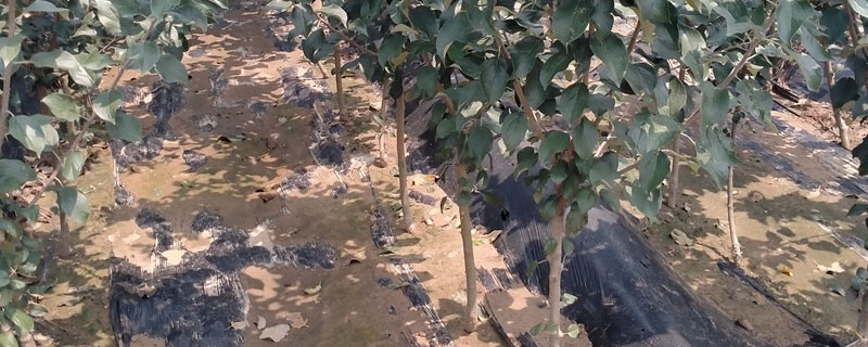 澳洲青苹果树苗价格多少钱一棵