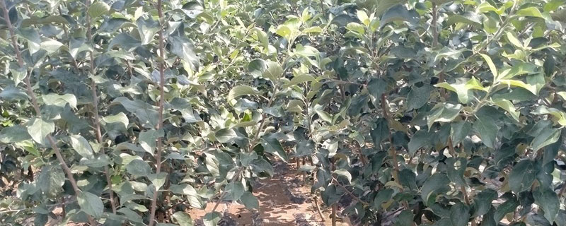 K9苹果苗价格多少钱一棵